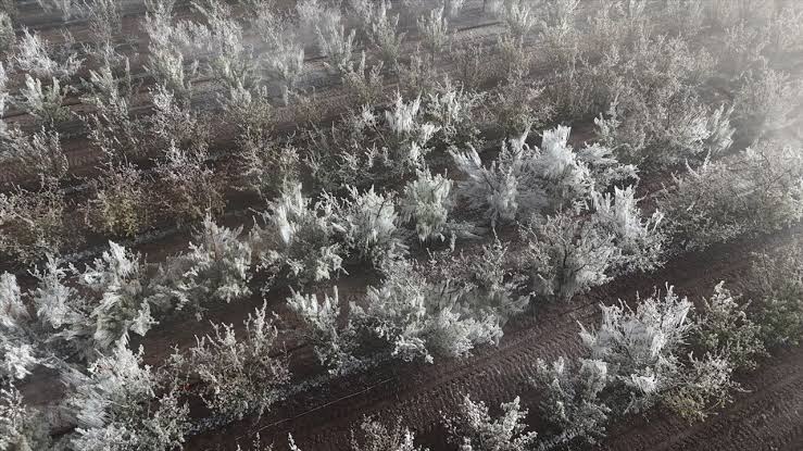 Karaman'da Don Mağdurları Destek Bekliyor